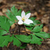 Zdjęcie: zawilec gajowy -  anemone nemorosa.jpg
